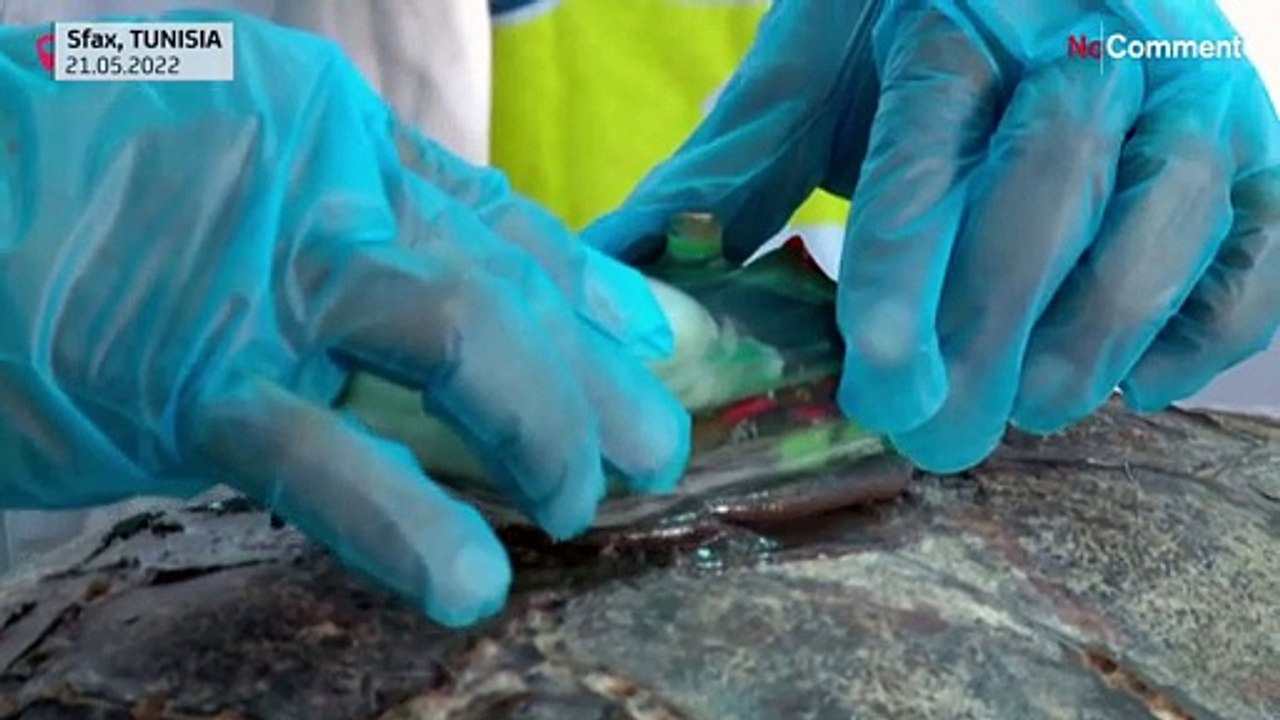 Tunisie : sauvées, trois tortues d'espèces protégées ont été relâchées en mer