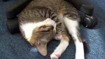 Adorable Cat Baby Sleeps with His Tongue Out