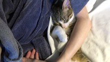 Adorable Baby cat Sleeps in My Arms