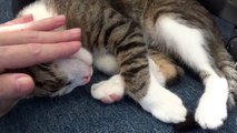 Cute Baby Cat Covers His Eyes with His Paws