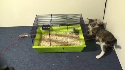 Little Cat Is Fascinated about the Hamster Cage