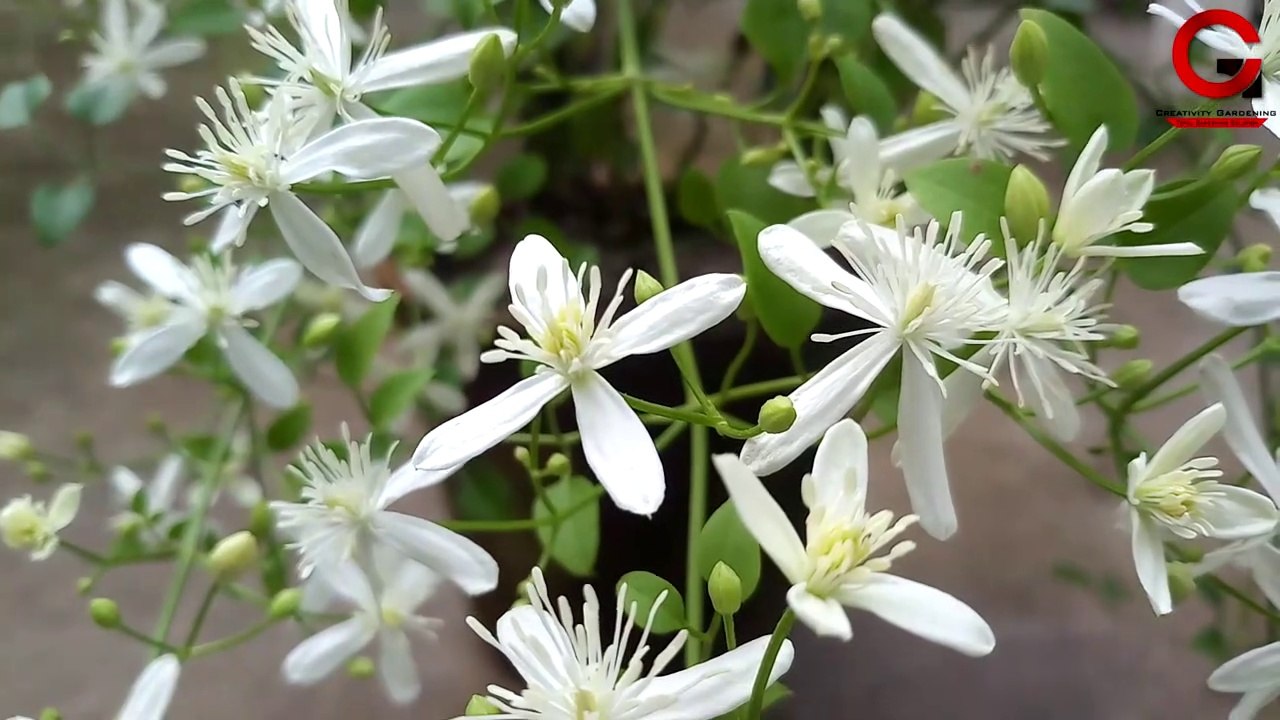 বর্ষাকালে প্রচুর ফুল পেতে কি ভাবে গাছের পরিচর্যা করবেন এবং প্রতিস্থাপন  | Aromatic Flower Plant