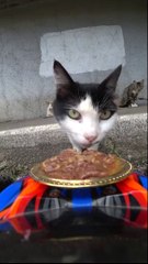 Nourrir des chat en mode "futuriste"