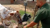 Cow!! Garmi ma thand Pani sa payas buja rahi hai