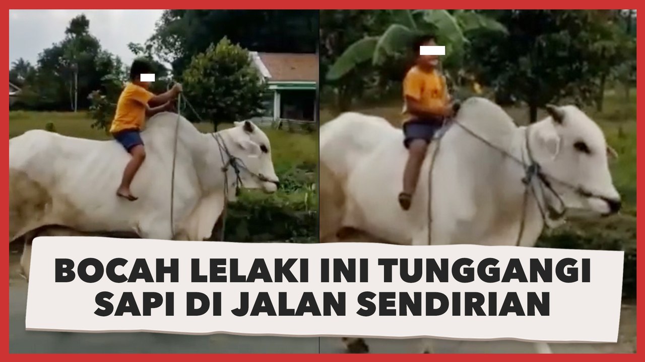 Viral Bocah Lelaki Ini Tunggangi Sapi di Jalan Sendirian: 'The Real ...