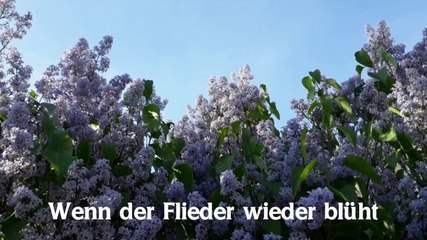 Wenn der Flieder wieder blüht
