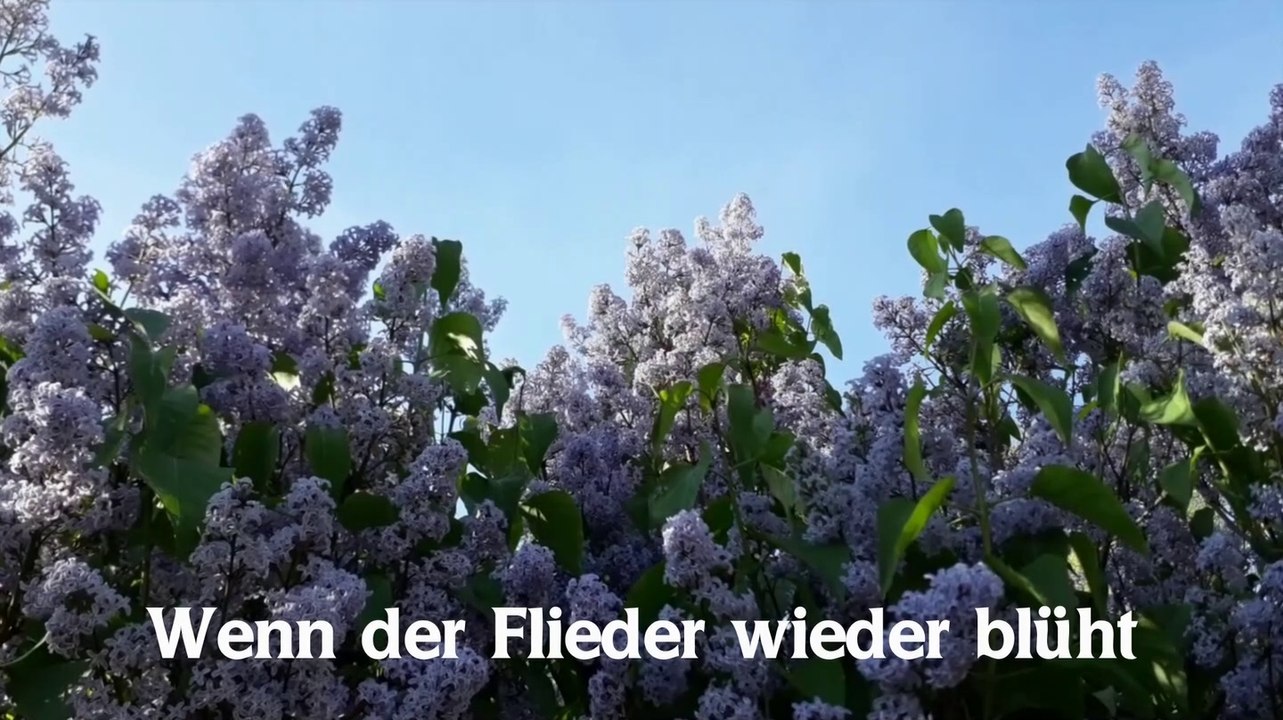 Wenn der Flieder wieder blüht