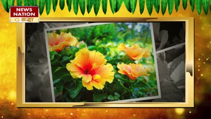 एक गुड़हल का फूल, बना देगा आपकी लाइफ को सुपर कूल... होगा जबरदस्त आर्थिक लाभ