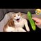 Try Not To Laugh Best Funny Animal Videos 2022 - Funniest Dogs And Cats Videos Compilation 2022
