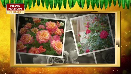 गुलाब के फूल के ये अचूक उपाय, धन प्राप्ति का सरल मार्ग बताएं