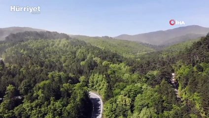 Kazdağları'nda adeta polen fırtınası yaşandı