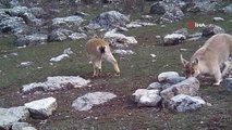 Munzur Dağları'nda yaban keçileri böyle görüntülendi
