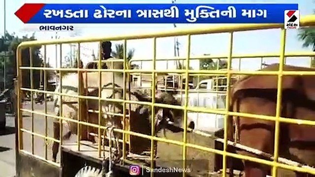 રખડતા ઢોરના ત્રાસ અંગે પાલિકાના મૌનથી વિપક્ષે રોષ ઠાલવ્યો