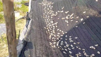 Proses Jemur Ikan Asin Hasil Dari Alam