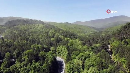 Kaz Dağları’nda polen fırtınası