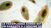 Être infecté par ce parasite vous rendrait plus attirant : voici pourquoi