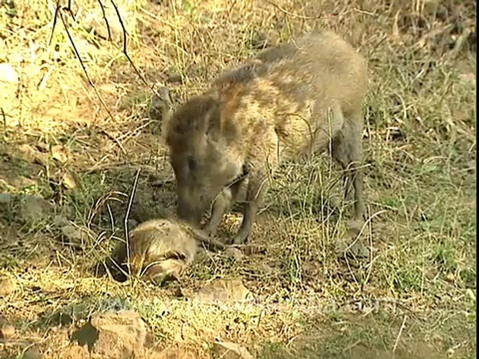 OMG!!! Boar eats another Boar!