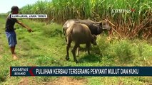 Tak Hanya Sapi, Puluhan Ekor Kerbau di Lumajang Juga Terinfeksi Wabah PMK!