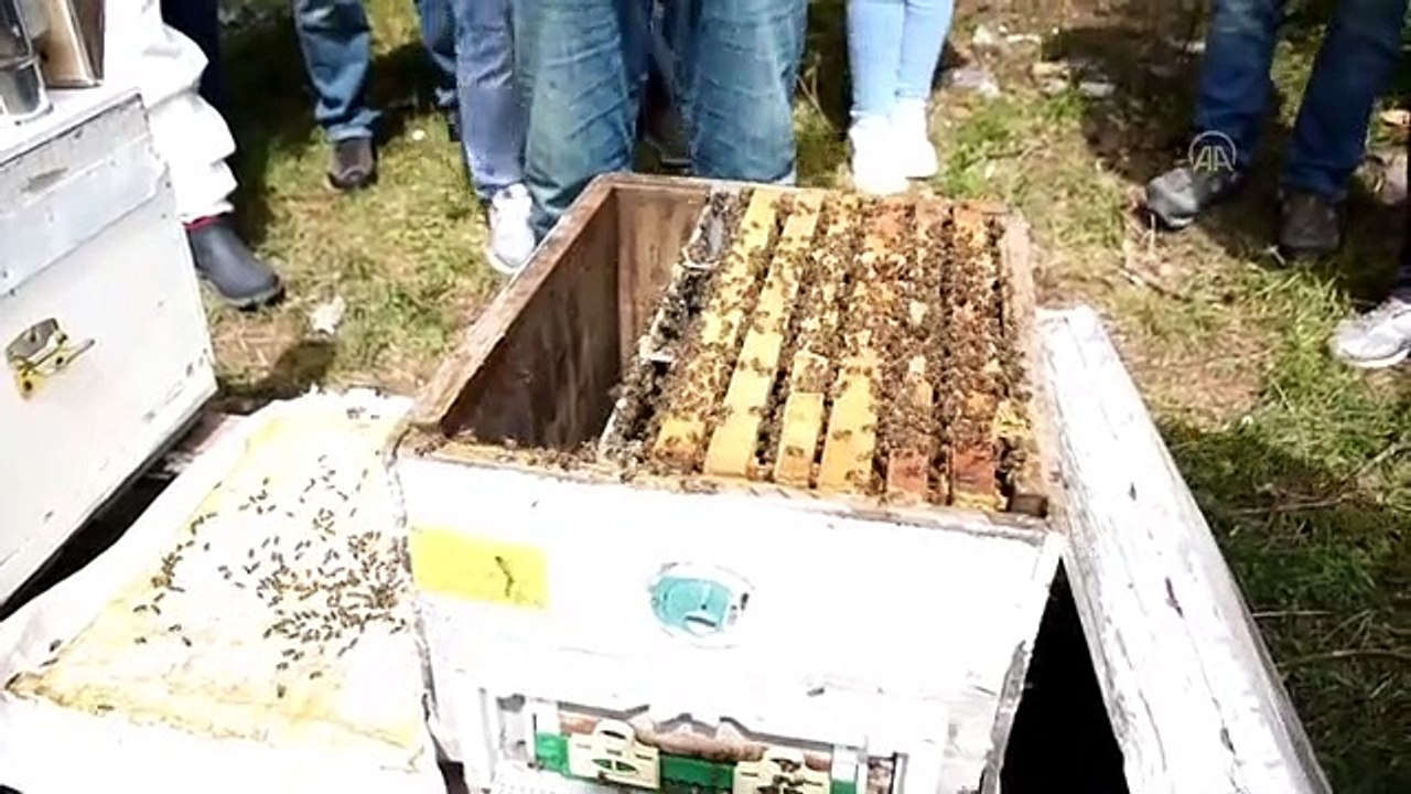 Sağlıklı bala ulaşmak için arıcılık öğreniyorlar! Sağlıklı ve doğal bala nasıl ulaşılır?