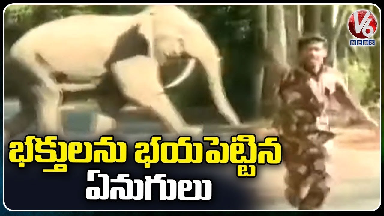 Elephants Hulchul At Paapa Vinashanam Way In Tirumala  _ V6 News