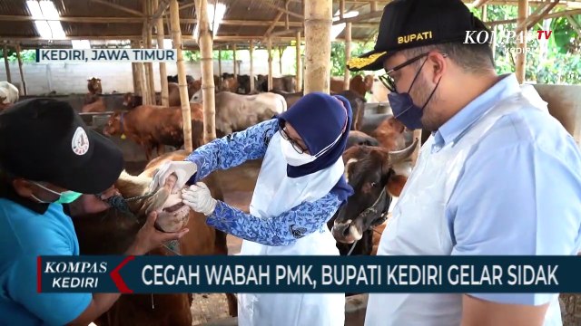 Cegah Wabah PMK, Bupati Kediri Sidak Ke Peternakan Sapi