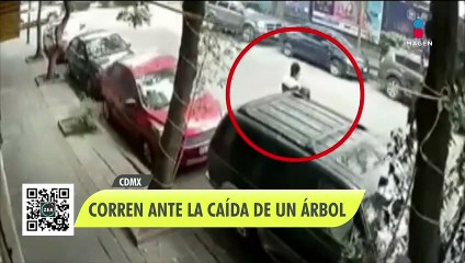 Pareja corre ante caída de un árbol en calles de la CDMX