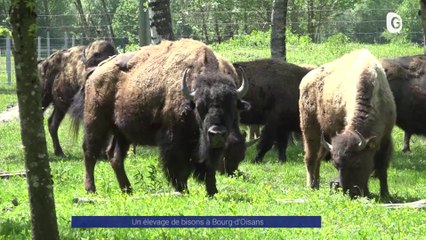 Reportage - Un élevage de bisons à Bourg d'Oisans