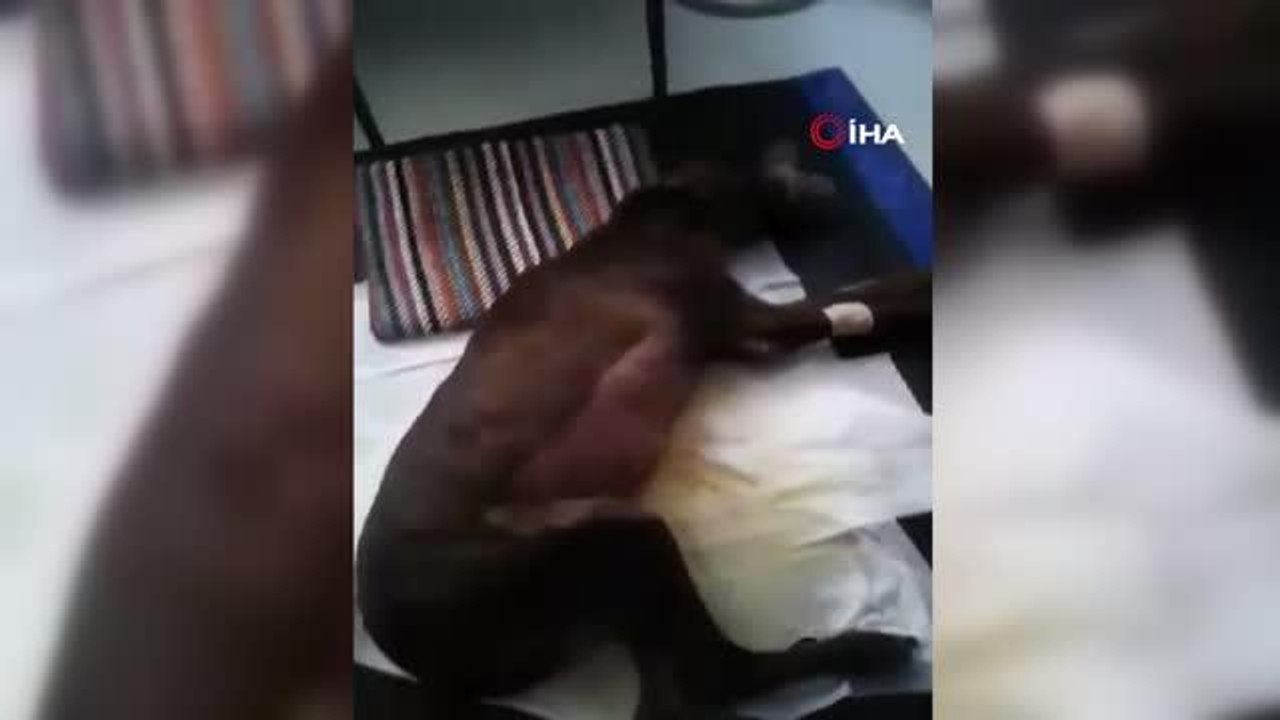 Veteriner fakültelerinde ameliyat sonrası hastane hizmeti verilmediği iddiasıyla dava açıldı