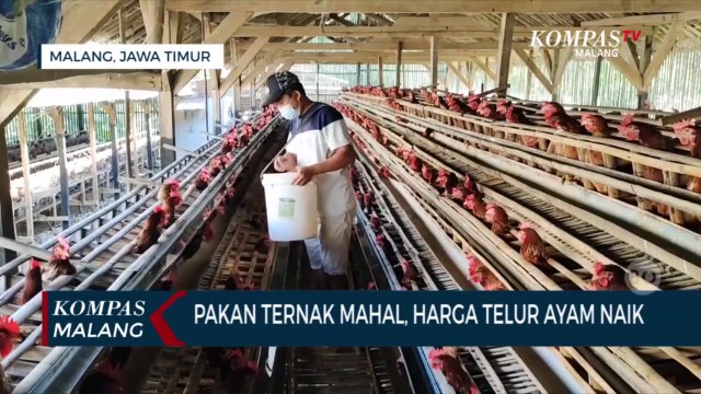 Harga Pakan Ternak Mahal, Picu Kenaikan Harga Telur Ayam