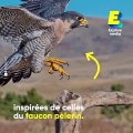 Ce drone est équipé de serres inspirées de celles du faucon pèlerin