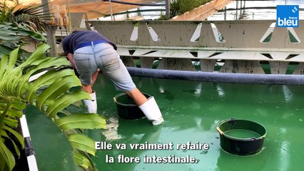 Un trésor de la nature : la spiruline, un aliment exceptionnel riche et naturel