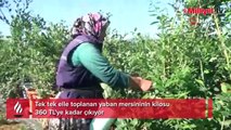 Tek tek elle toplanıyor, kilosu 360 TL'ye kadar çıkıyor