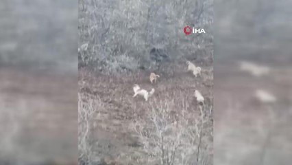 Domuz ile köpekler arasındaki mücadele böyle görüntülendi