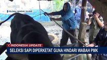 Dinas Pertanian dan Pangan Polewali Mandar Mulai Seleksi Ketat Sapi Kurban untuk Jokowi