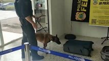 PF realiza demonstração do trabalho de cães farejadores no Shopping Palladium