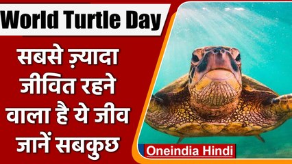 World Turtle Day 2022: कछुए की स्पीड समेत इनके बारे में जानिए कई रोचक बातें | वनइंडिया हिंदी
