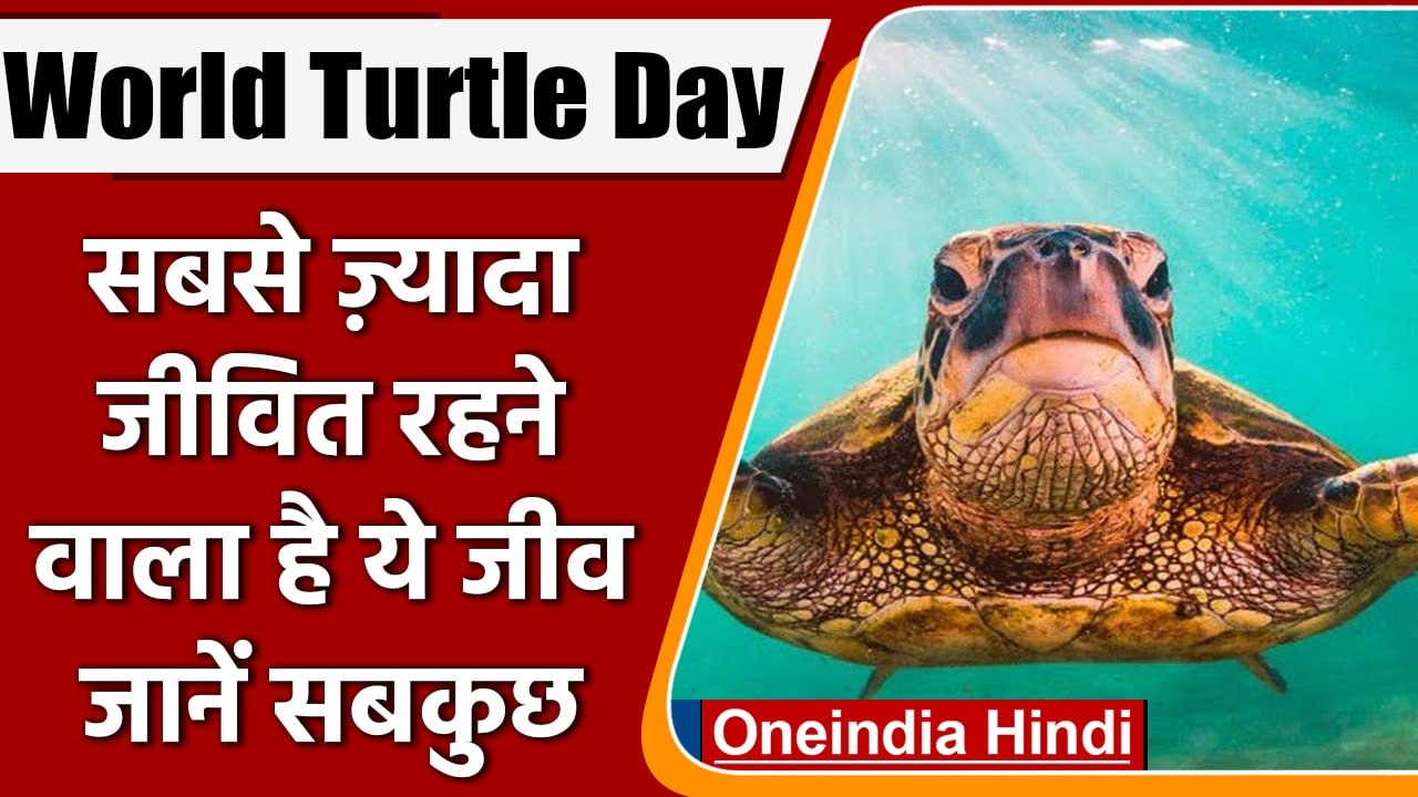 World Turtle Day 2022: कछुए की स्पीड समेत इनके बारे में जानिए कई रोचक बातें | वनइंडिया हिंदी