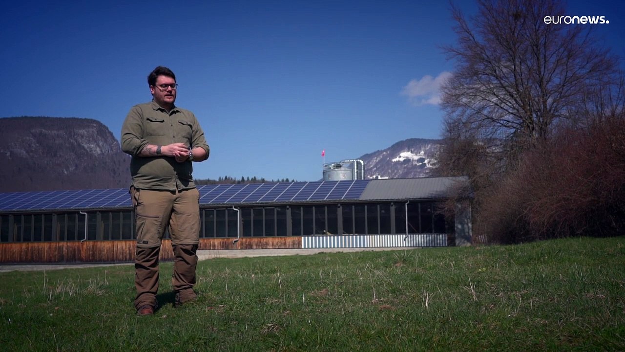 Quelles espèces d'arbre trouvons-nous dans les Alpes, quelle est leur utilisation ?