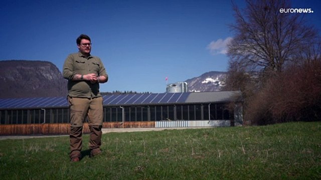 Tipos de maderas alpinas y sus diferentes usos