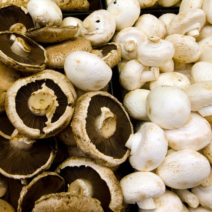 Entsetzter Mann entdeckte seltenen „Zombie-Hand“-Pilz