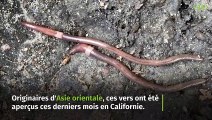 Des vers de terre sauteurs envahissent les Etats-Unis