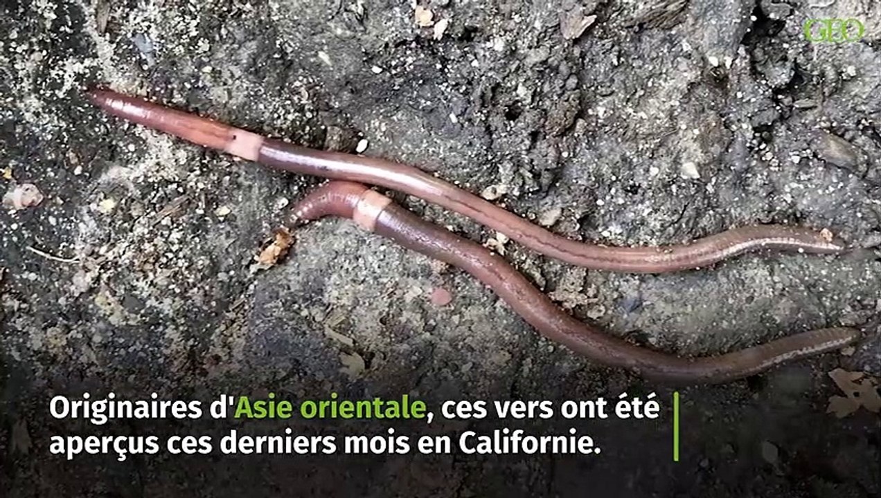 Des vers de terre sauteurs envahissent les Etats-Unis