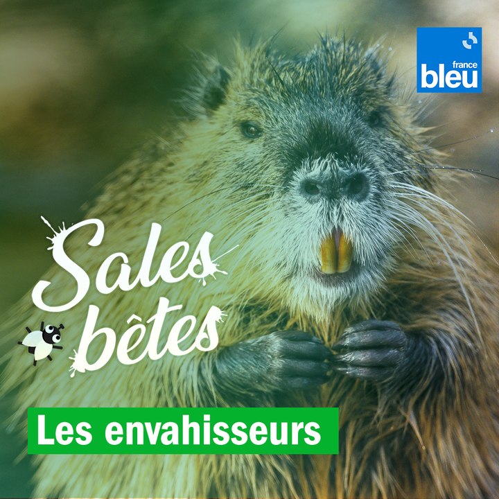 Cygnes, ragondins, perruches : ces sales bêtes qui nous envahissent