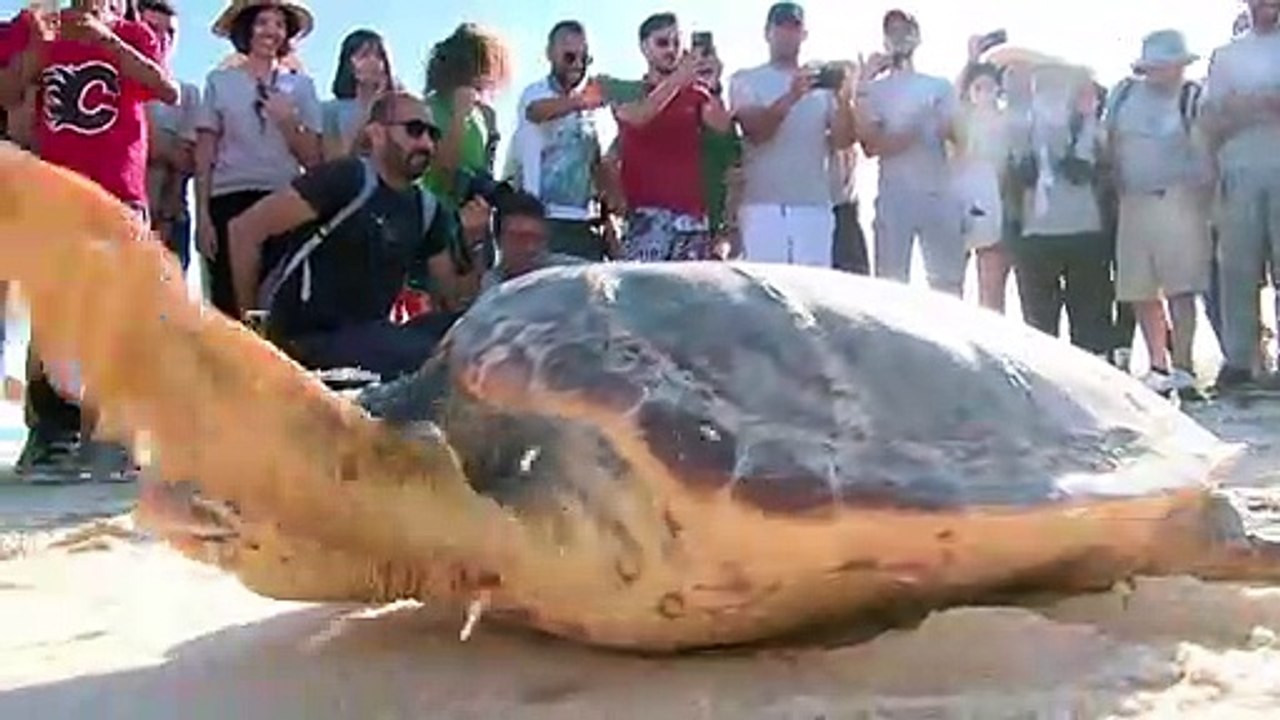 Tunisie: trois tortues d'espèces protégées relâchées