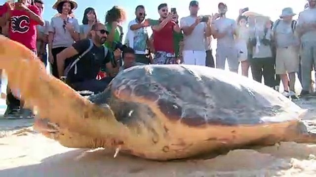 Tunisie: trois tortues d'espèces protégées relâchées