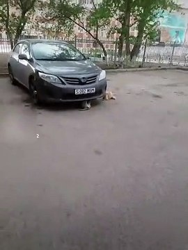 Quand un mécanicien poilu check ton moteur