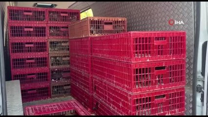 Eflani çiftçisine 2 bin 500 adet hindi ve yumurtalık tavuk civcivi dağıtıldı