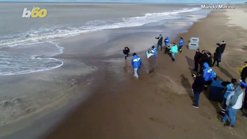 This Is The Amazing Moment An Elephant Seal and Several Sea Lions Were Released Back into the Ocean
