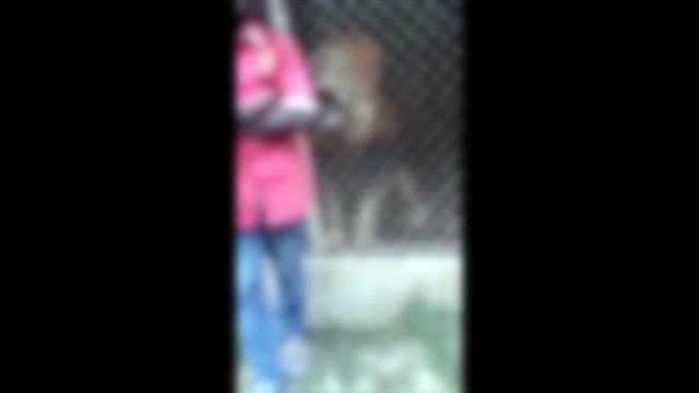 Watch as zookeeper puts hand through caged bars at Jamaica zoo - was it a joke?