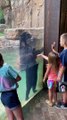 Bear and Kids Jump at the Zoo